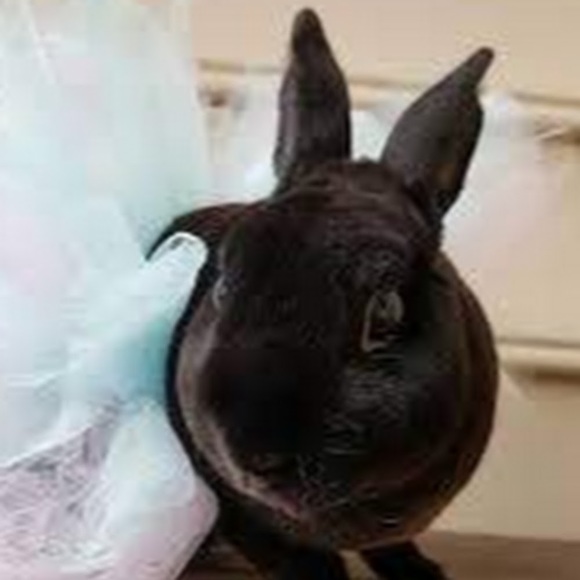 Meet your Posher, Avery - Picture 1 of 1